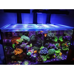 G1/G2 Red Sea Reefer 350...