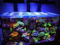 G1/G2 Red Sea Reefer 250 Polycarbonate Pro Lid