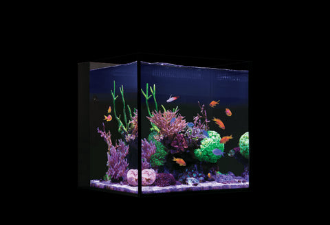 Red Sea Desktop Cube Pro Lid